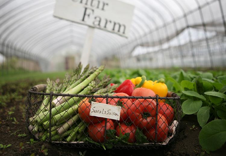 センティール・ラ・セゾン 中島公園。料理。自社農園や契約農家で育てられたオーガニック野菜を使用