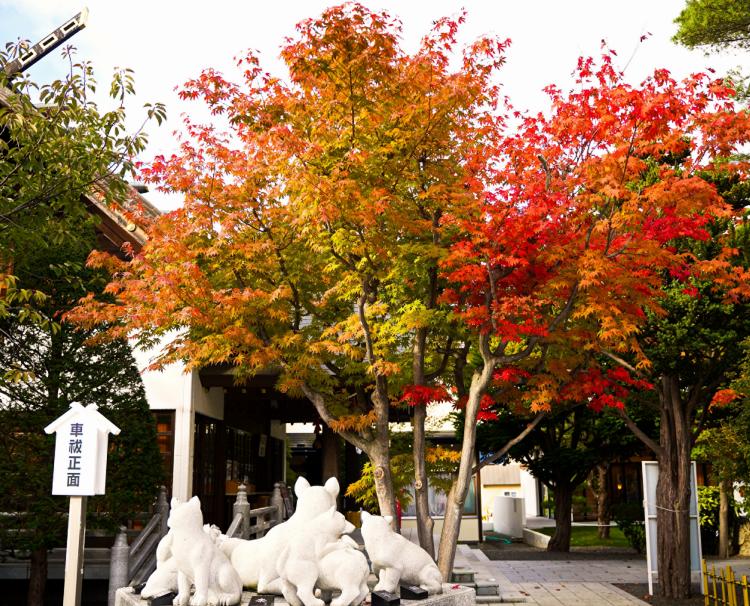 西野神社。アクセス・ロケーション。結婚式後も様々な節目で訪問できるのも神社ならではの魅力