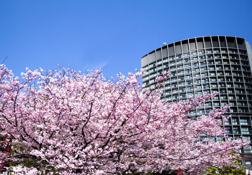 ホテル グランドアーク半蔵門。アクセス・ロケーション。ホテルの周辺は都内有数の桜の名所が集まります