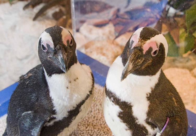 サンシャインスカイブライダル。演出・小物。可愛いペンギンたちもふたりの結婚式を手伝ってくれます
