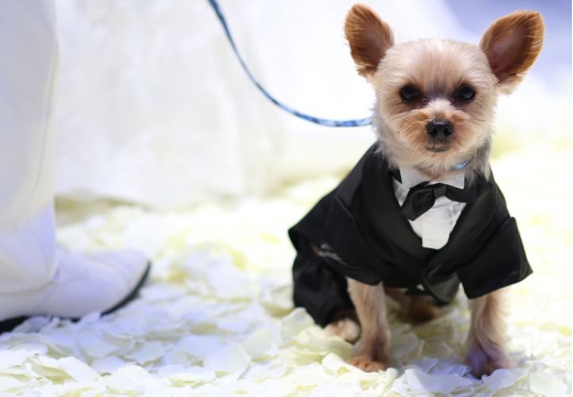 ザ リュクス 銀座（THE LUXE GINZA）。挙式会場。家族の一員である、大切なペットも参列可能です