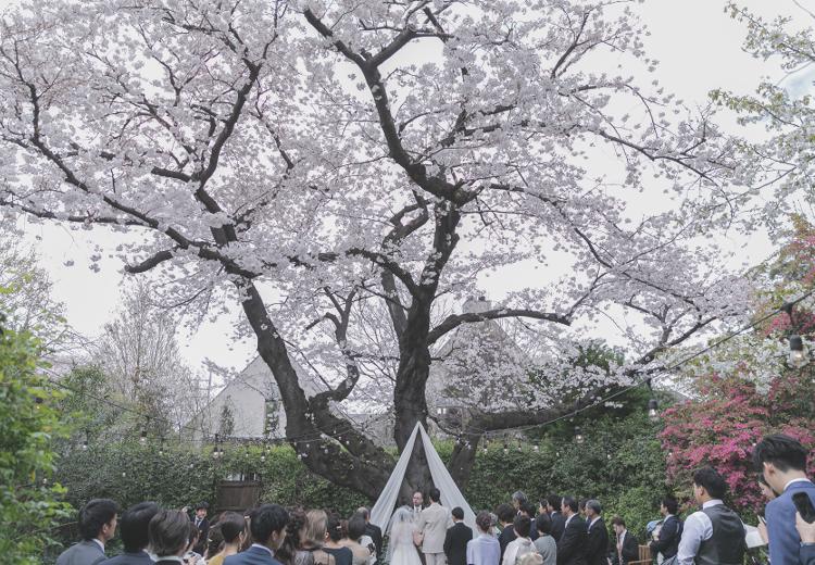 ラ・クラリエール。挙式会場。満開の桜の下でのセレモニーは忘れられないシーンになるでしょう