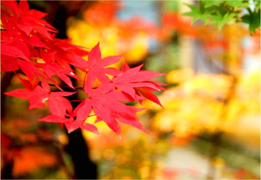 割烹の宿 いま井 五十嵐邸 結。披露宴会場。庭園は、初夏は新緑、秋は紅葉と、四季折々の表情を見せます