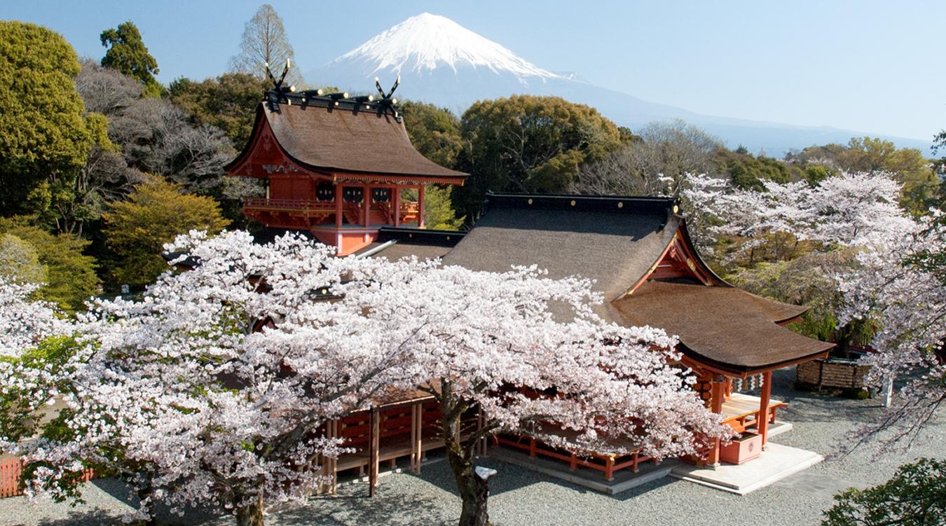 富士山本宮浅間大社。春には桜が咲き誇る約17000坪の本宮。歴史ある本殿で日本の伝統に則った和の結婚式を実現できます