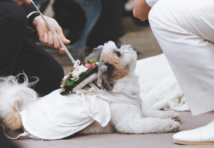 ACAO RESORT WEDDING（アカオ リゾート ウェディング／ACAO FOREST）。挙式会場。愛犬も家族の一員としてセレモニーに参加できます