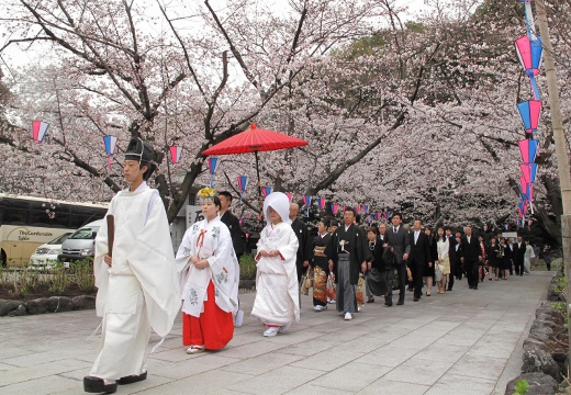 愛知縣護國神社。挙式会場。春には桜の花が咲く参道で行われる、雅な参進の儀