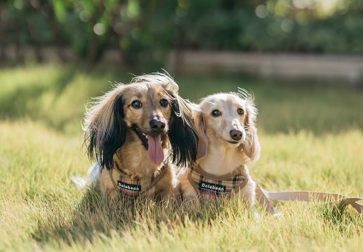 ダイワロイネットホテル和歌山。挙式会場。広々としたガーデンで愛犬もリラックスして過ごせます