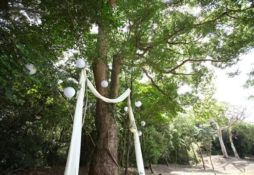 ぶどうの樹（森のウェディング）